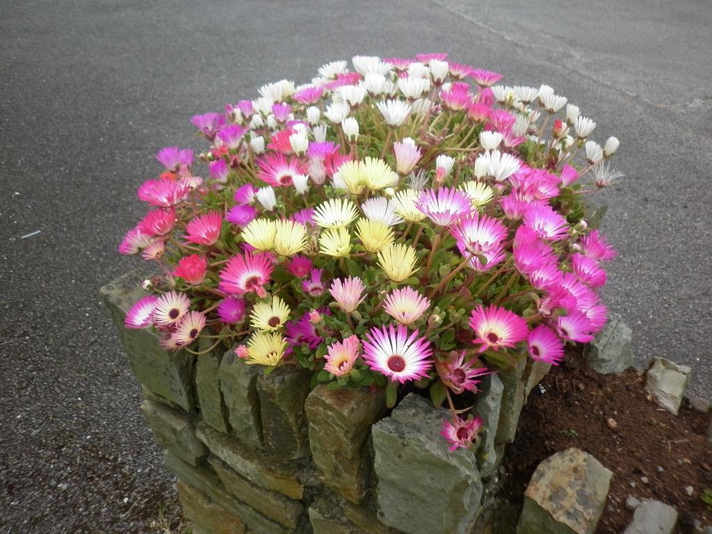 Coulagh Bay House Bed & Breakfast Eyeries Bagian luar foto